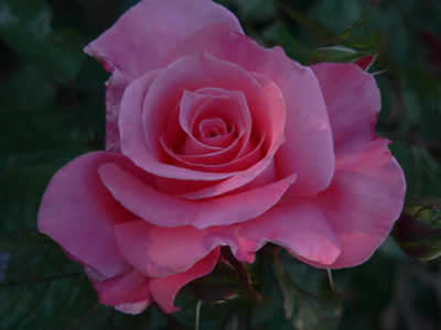 Perfume Delight rose