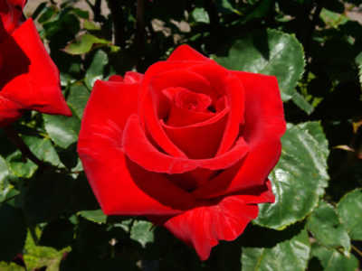 Kardinal (70cm) rose