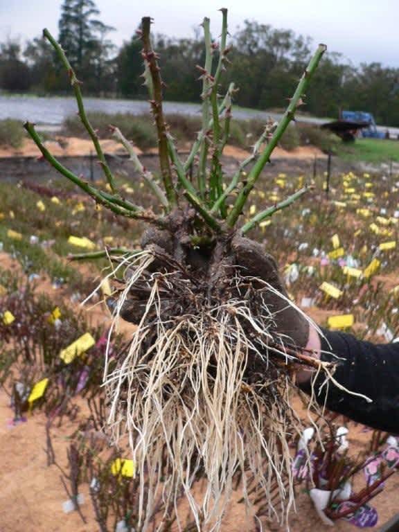 Planting Bare Rooted Roses