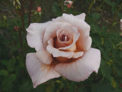 Julia's Rose rose