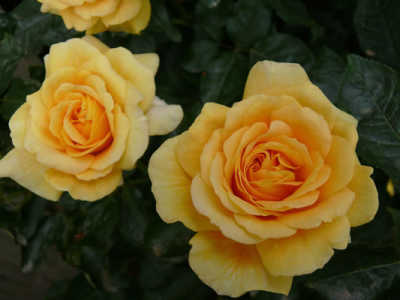 Golden Years (PBR) rose