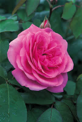 Gertrude Jekyll (Ausboard) (PBR) rose