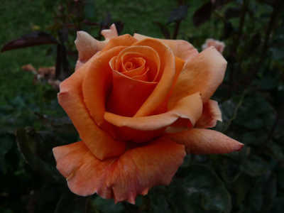 Copper Gem rose