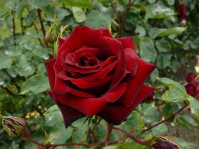 Black Beauty rose