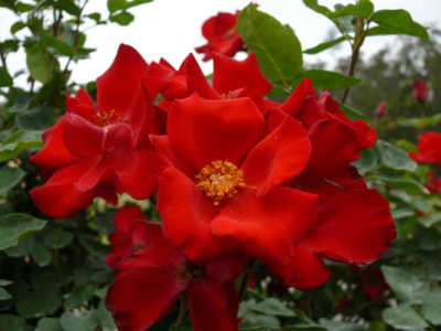 Altissamo (PBR) rose