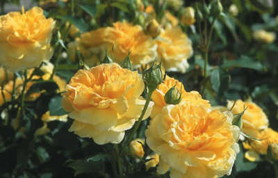 Molineux (Ausmol) (PBR) rose