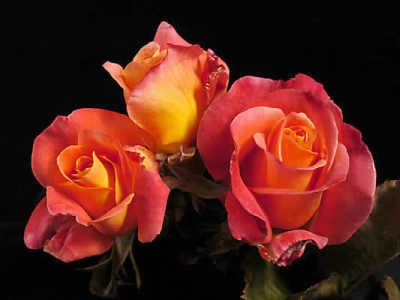 Granada rose