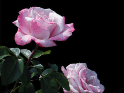 Smooth Moonlight (PBR) rose