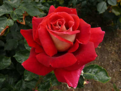 Kronenberg rose