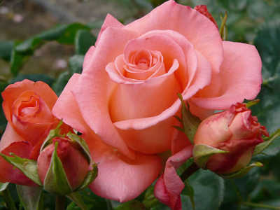 Patricia (85cm) rose