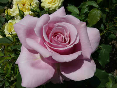Heaven Scent (PBR) rose