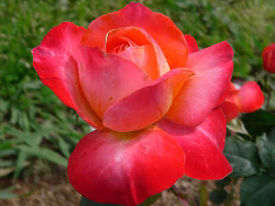 Fruitee (85cm) rose