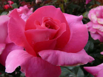 Manou Meilland rose