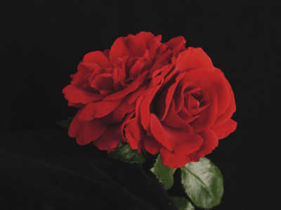 Sympathie (PBR) rose