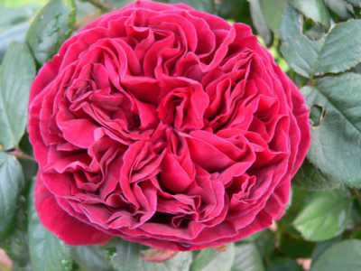 The Squire (PBR) (85cm) rose