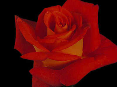 Monica (PBR) rose