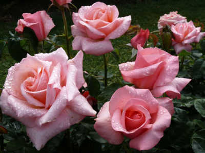 Queen Adelaide | Bush Roses | Magic Garden Roses