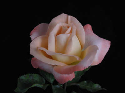 Joyfulness (85cm) rose