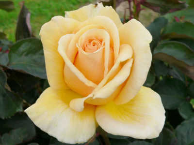Valencia (85cm) rose