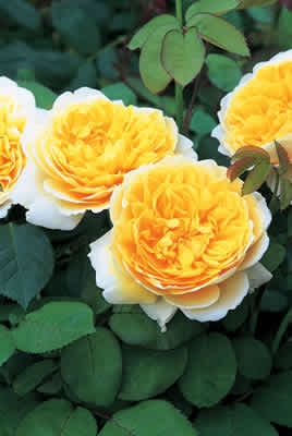 Charlotte (Auspoly) (PBR)  rose