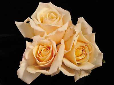 Dimens Roses Standard Roses - 85cm (3ft) | Magic Garden Roses