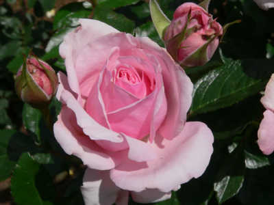 Radox Bouquet rose