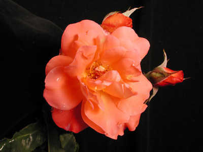 Westerland (PBR) rose