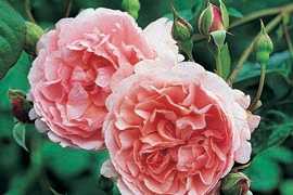 Strawberry hill (Ausrimini) (PBR) rose