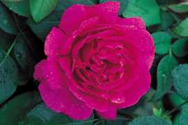 Noble Antony (Ausway) (PBR) rose
