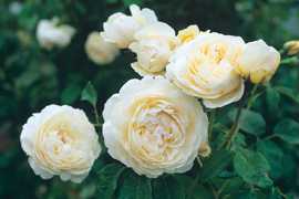 Windermere (Aushomer) (PBR) rose