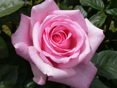Your Garden (PBR) rose