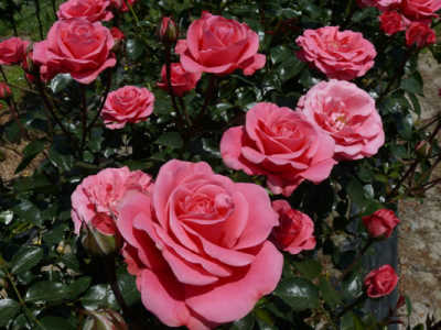 Bella Rosa (70cm) rose