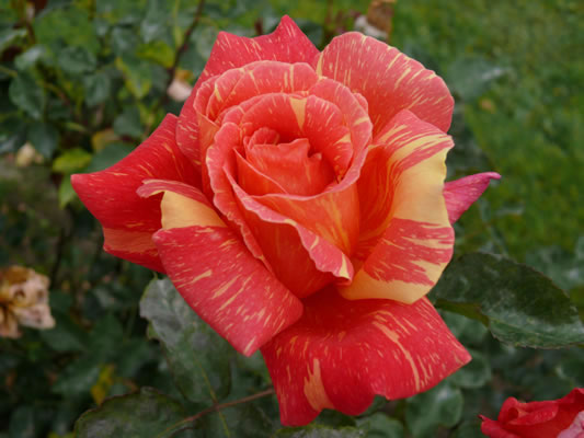 anvil rose