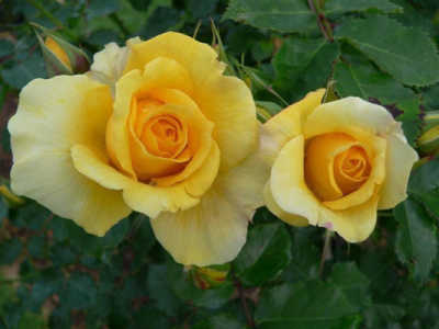 Gold Bunny rose
