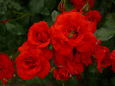La Sevillana (105cm) rose