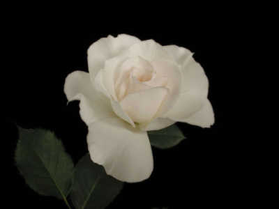 Margaret Merril (85cm) rose