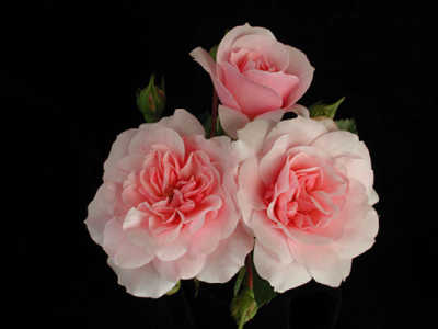 Bonica (105cm) rose