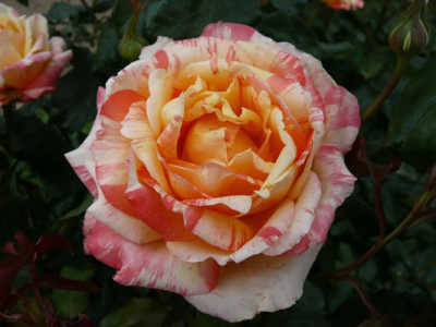 Tropical Sunset (PBR) rose