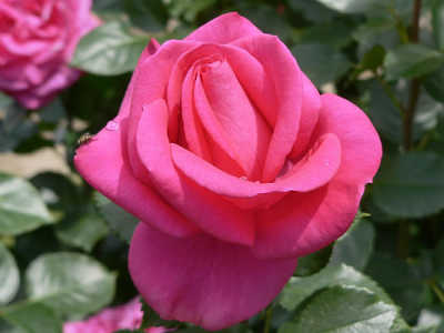 In Appreciation (PBR) rose
