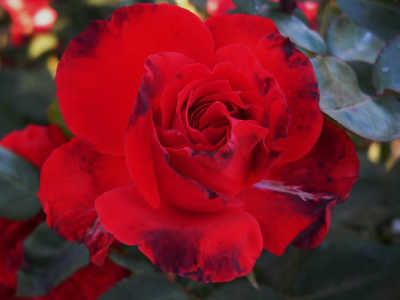 Ruby (PBR) rose