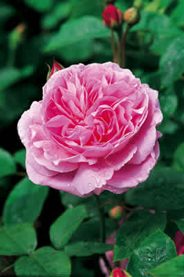 Mary Rose (Ausmary) rose