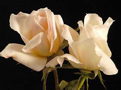 Pale Lemon Roses Colleen (PBR) | Bush Roses | Magic Garden Roses