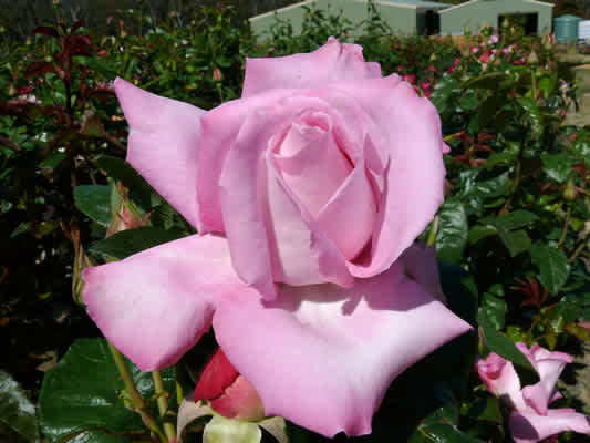 Rodney Rose Bush Roses | Magic Garden Roses