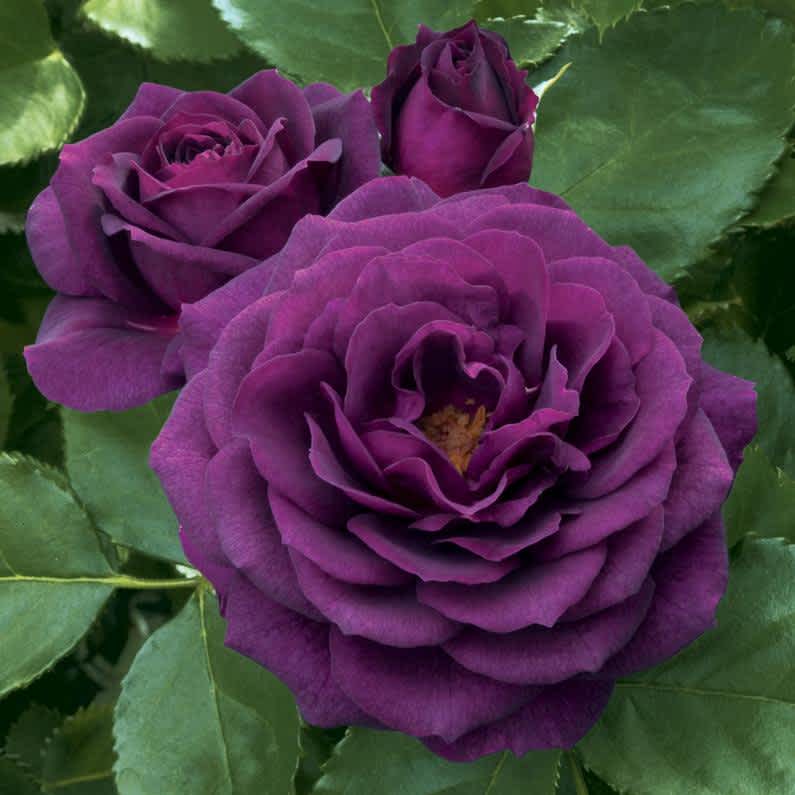 Standard Roses 85cm (3ft) Magic Garden Roses