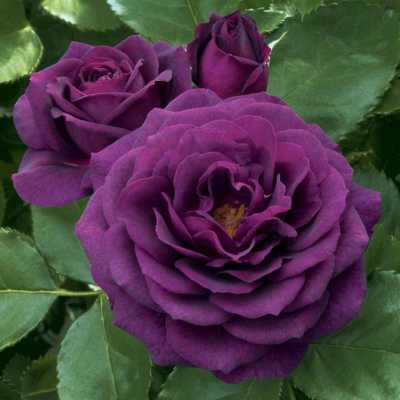 Ebb Tide rose