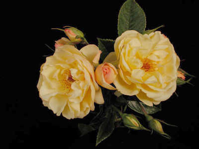 Golden Touch (PBR) rose