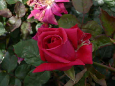 Crimson Glory rose