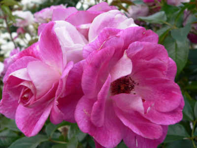 Brilliant Pink Iceberg (PBR) rose