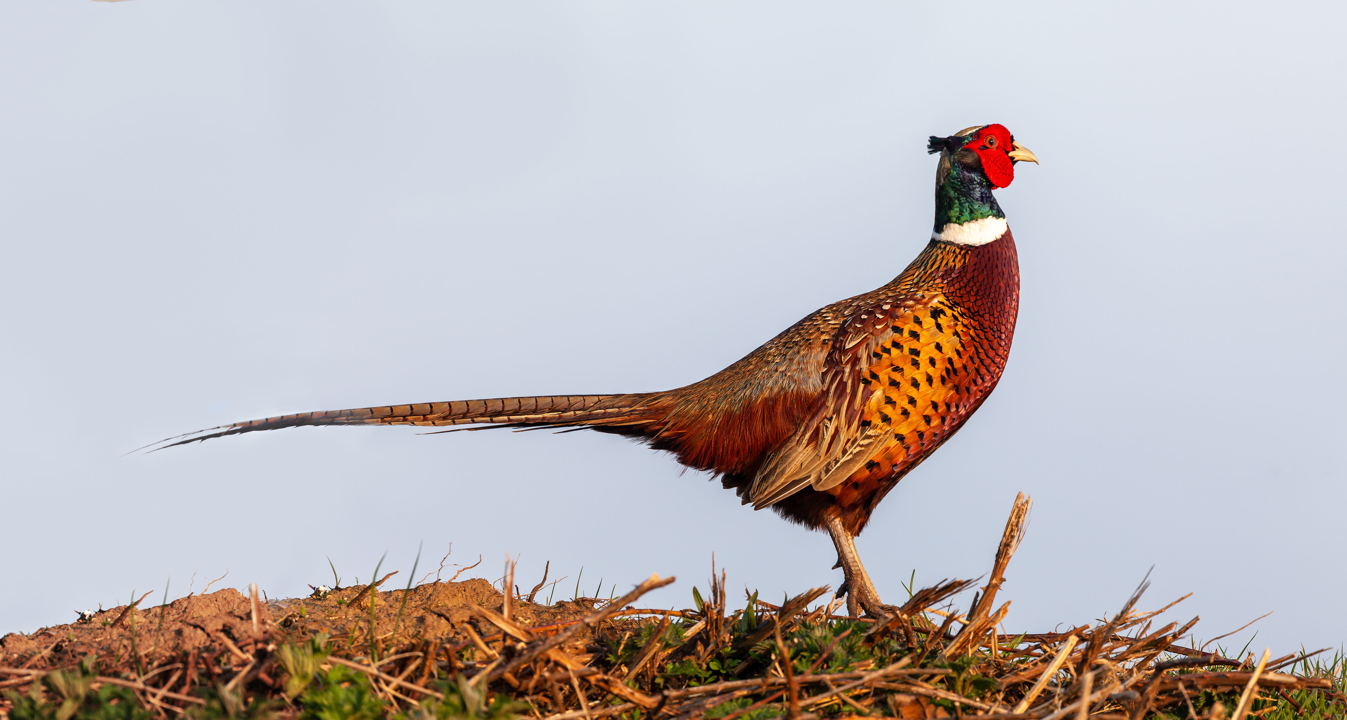 A sideways profile of a ringneck pheasant. 