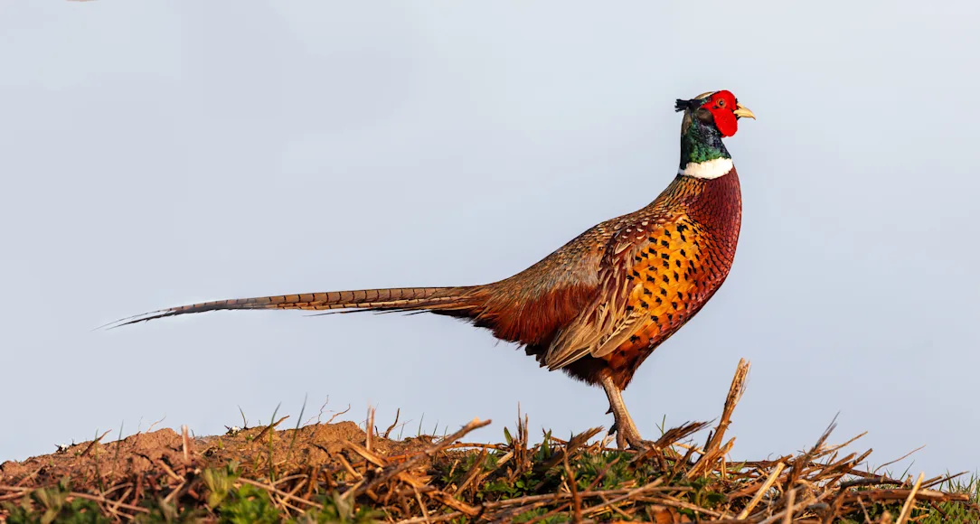 A sideways profile of a ringneck pheasant.